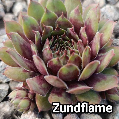 Semperv&iacute;vum Zundflame: 1 рік, розетка RS10327 фото