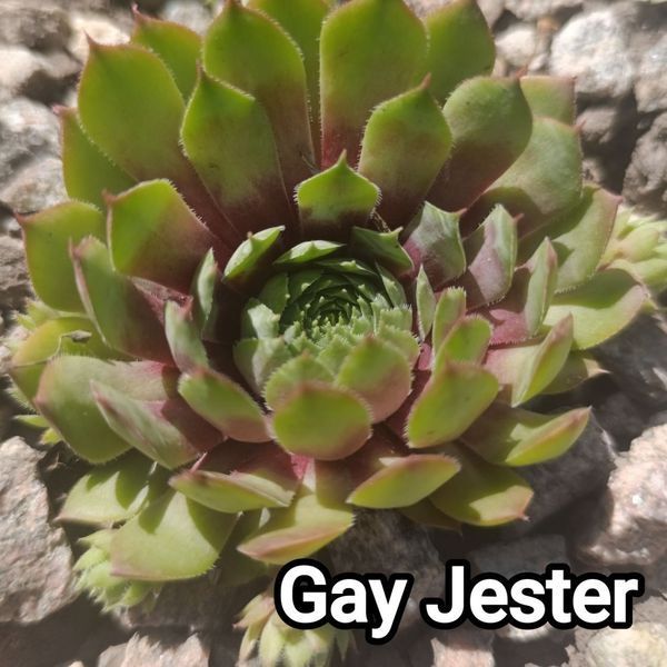 Semperv&iacute;vum Gay Jester: 1 рік, розетка RS10133 фото