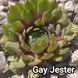Semperv&iacute;vum Gay Jester: 1 рік, розетка RS10133 фото 2