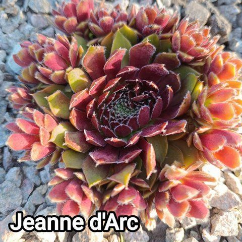 Semperv&iacute;vum Jeanne D' Arc: 1 рік, розетка RS10155 фото