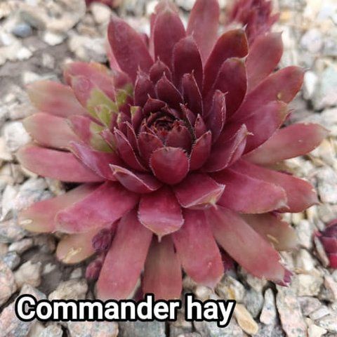 Semperv&iacute;vum Commander Hay: 1 рік, розетка RS10077 фото