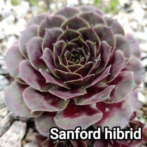 Semperv&iacute;vum Sanford Hibrid: 1 рік, розетка RS10280 фото