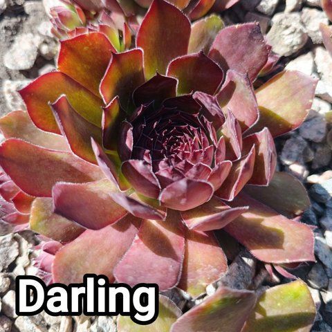 Semperv&iacute;vum Darling: 1 рік, розетка RS10088 фото