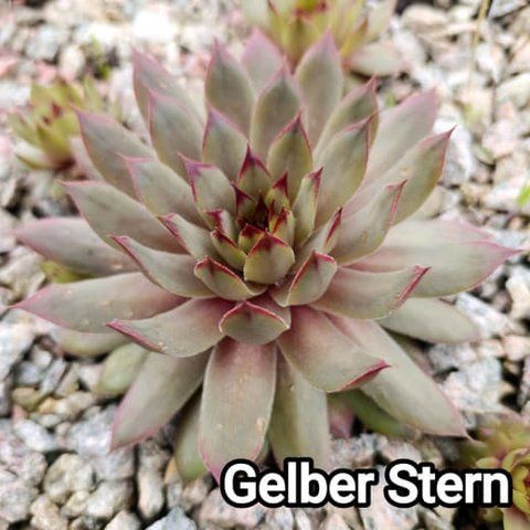 Semperv&iacute;vum Gelber Stern: 1 рік, розетка RS10134 фото