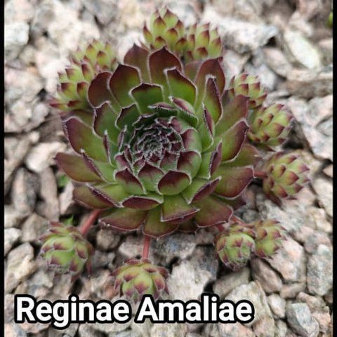 Semperv&iacute;vum Reginae Amaliae: 1 рік, розетка RS10258 фото