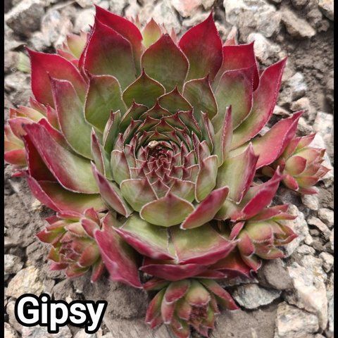 Semperv&iacute;vum Gipsi: 1 рік, розетка RS10135 фото