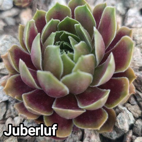 Semperv&iacute;vum Juberluf: 1 рік, розетка RS10157 фото