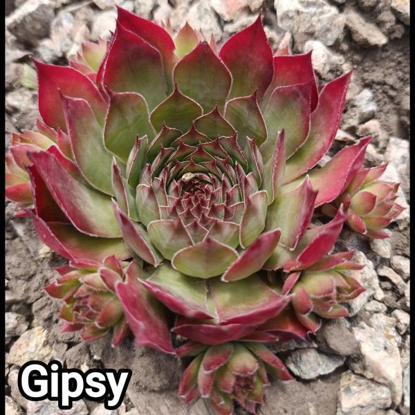 Semperv&iacute;vum Gipsi: 1 рік, розетка RS10135 фото